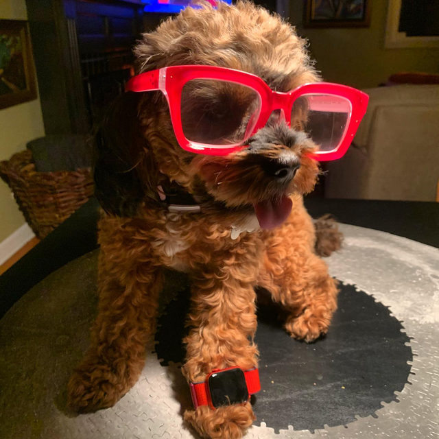 Red! #iwatch #iwatch6series #iwatch6 #iwatchrededition #iwatchred #smartwatch #smartdog #apple #siri #sirisays #cavapoo #cavapoosofinstagram #tonguesout #sagan_wags